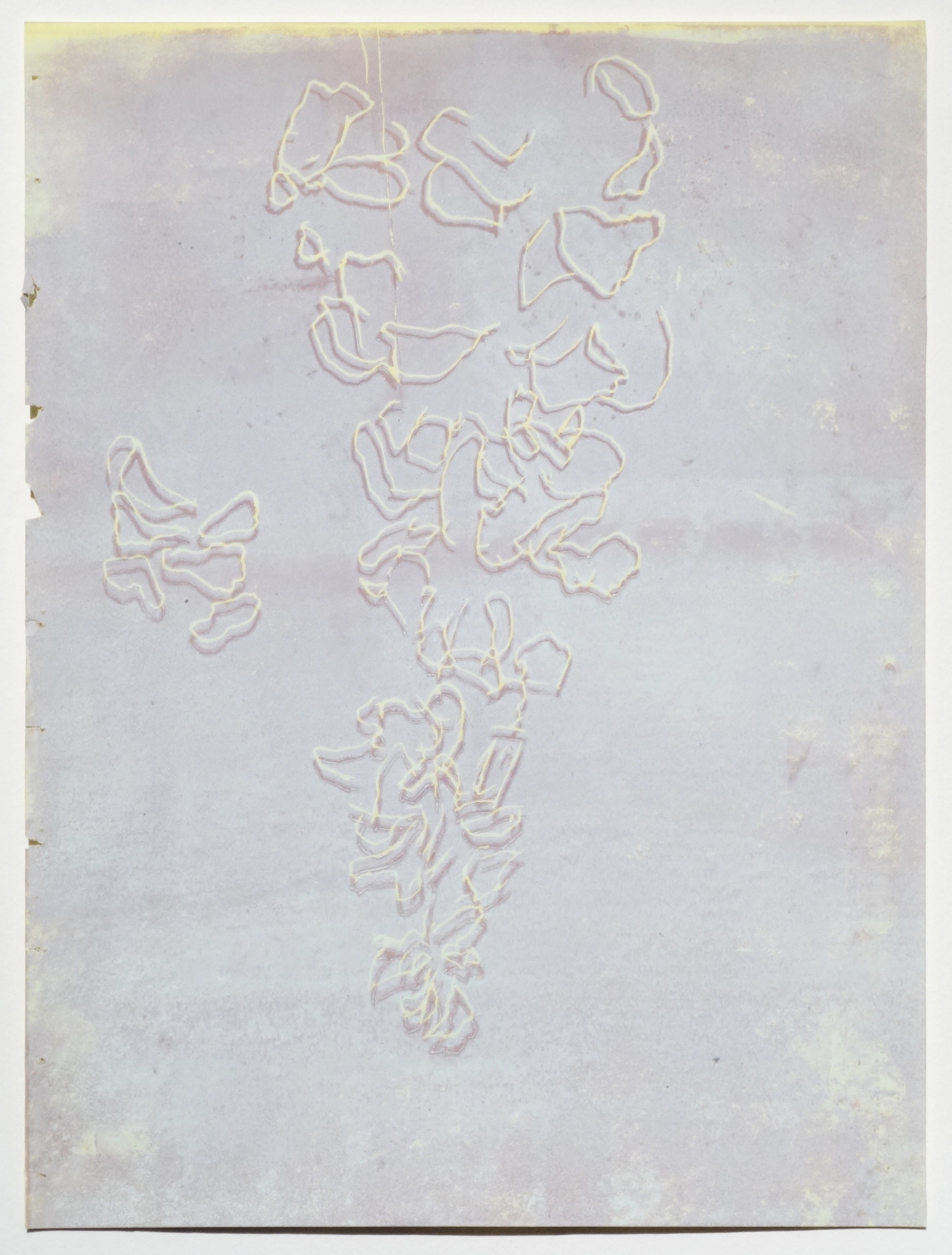 ginkgo print by annabel roberts-mcmichael