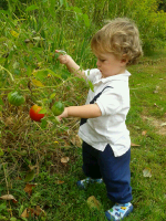 12_gardentomatochild2012-09-18_15-06-01