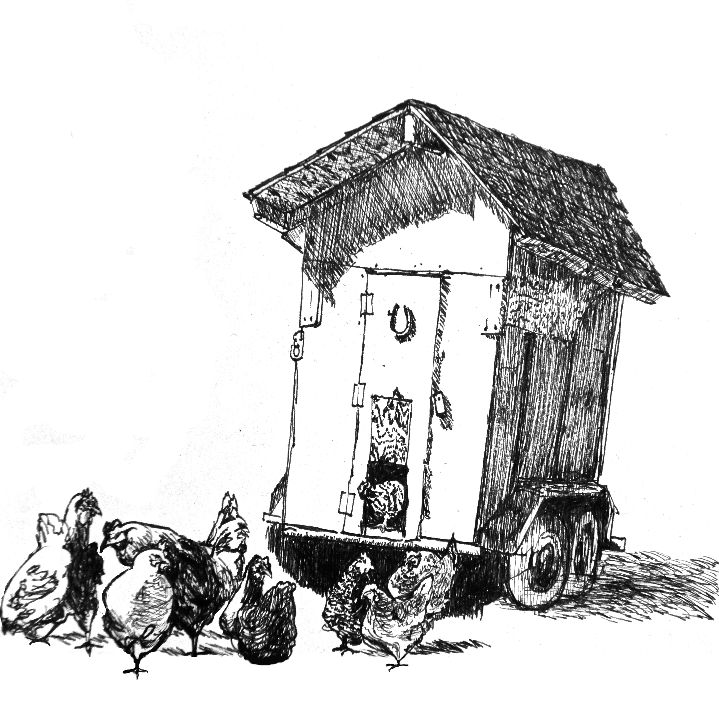 free range chickens drawing by annabel roberts-mcmichael