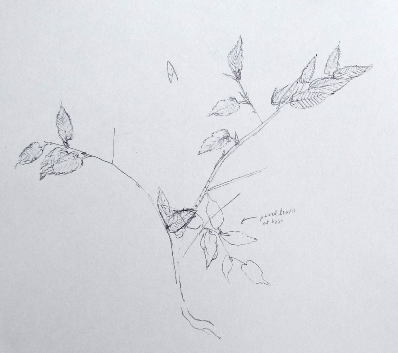 Elm drawing by annabel roberts-mcmichael