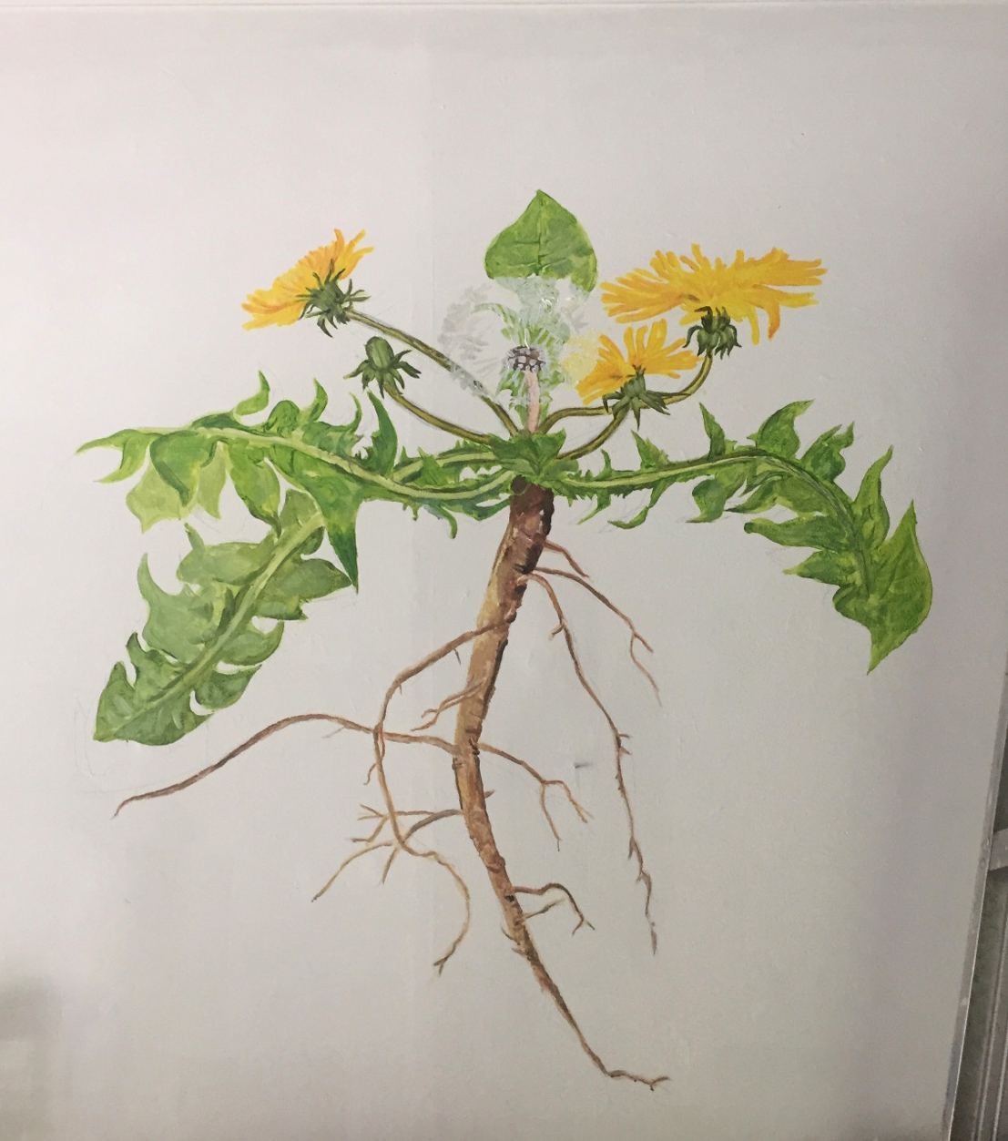 apothecary mural by annabel roberts-mcmichael