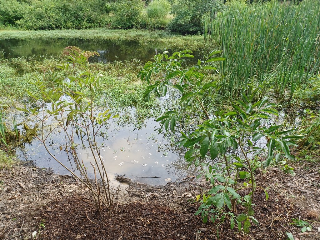 Elderberry shrubs planted beside pond